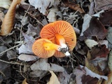 Hygrocybe splendidissima image