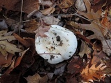 Hygrophorus sordidus image