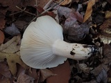 Hygrophorus sordidus image