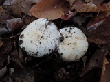 Hygrophorus sordidus image