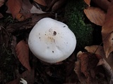 Tricholoma stiparophyllum image