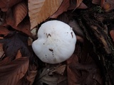 Tricholoma stiparophyllum image