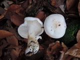 Tricholoma stiparophyllum image