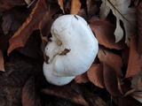 Tricholoma stiparophyllum image