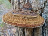 Phellinus robiniae image