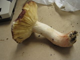 Russula sanguinaria image