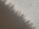 Russula sanguinaria image