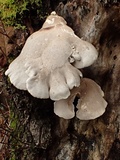 Pleurotus dryinus image