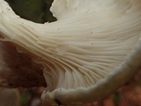 Pleurotus dryinus image