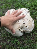 Calvatia pachyderma image