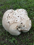 Calvatia pachyderma image