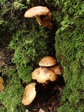 Hemistropharia albocrenulata image