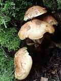 Hemistropharia albocrenulata image