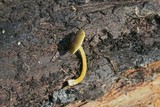 Pluteus romellii image