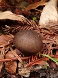 Lycoperdon umbrinum image