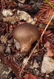 Lycoperdon umbrinum image