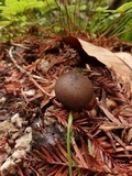 Lycoperdon umbrinum image
