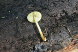Pluteus romellii image
