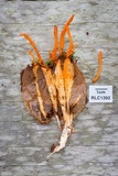 Cordyceps nidus image
