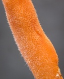 Cordyceps nidus image