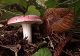 Russula cremoricolor image