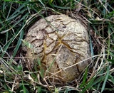 Scleroderma polyrhizum image