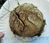 Scleroderma polyrhizum image