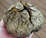 Scleroderma polyrhizum image