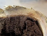 Scleroderma polyrhizum image