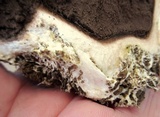 Scleroderma polyrhizum image