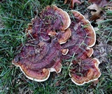 Ganoderma sessile image