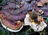 Ganoderma sessile image
