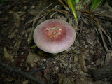 Russula carpini image