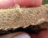 Irpex lacteus image