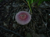 Russula carpini image