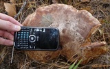 Tricholoma colossus image