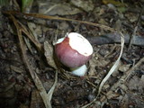 Russula carpini image