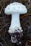 Amanita subcokeri image