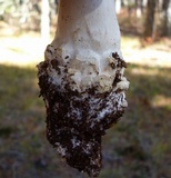 Amanita subcokeri image