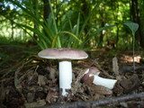 Russula carpini image