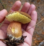 Imleria badia image