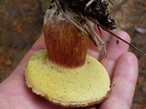 Imleria badia image