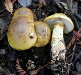 Cortinarius superbus image