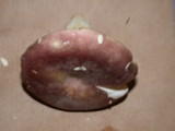 Russula atropurpurea image