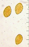 Cortinarius superbus image