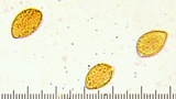 Cortinarius superbus image