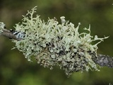 Ramalina americana image