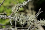 Ramalina americana image