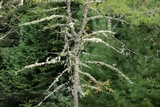 Ramalina americana image