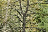 Ramalina americana image
